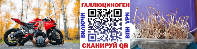 Псилоцибиновые грибы Psilocybine cubensis Королёв